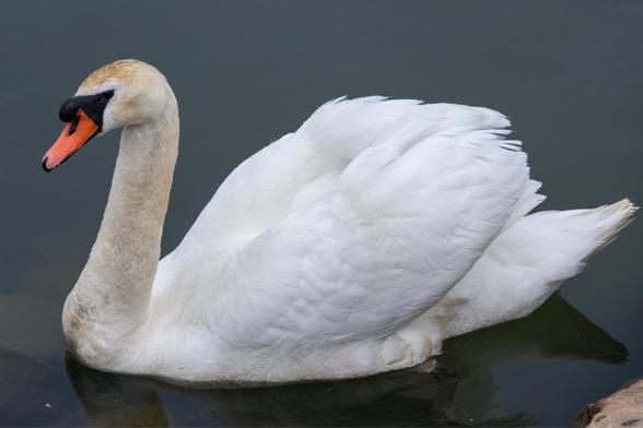 The full side profile of the swan on dark teal waters.