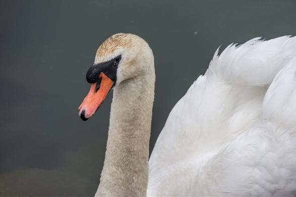 The head and back of the swan from an angled side profile against a dark green / grey water background.