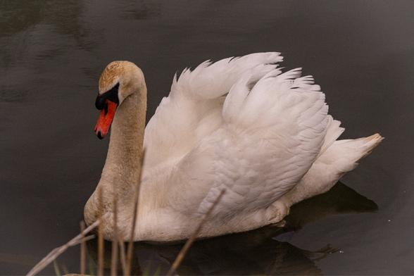 An angled side profile of the swan with more ruffled feathers. The tint of this photo is more sepia and has a slightly vintage feel.