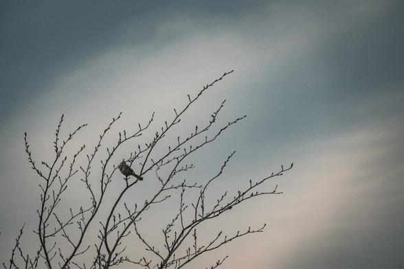 A small songbird in a tree that has buds but no foliage. The tips of the branches come up from the bottom left and reach out diagonally, while the clouds behind appear to copy the shape of the treetop.