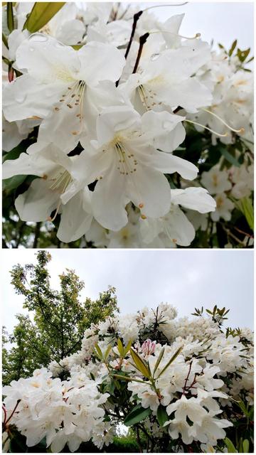 A two-panel image focusing on white rhododendron flowers. The top panel is a close-up of several blooms with water droplets clinging to the petals and highlights the intricate stamen structures. The bottom panel shows a broader view of the shrub, with an abundance of white blossoms, green leaves, and a backdrop of a cloudy sky and treetops.