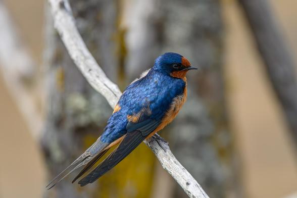 Color photo.  A barn swallow, perched on a branch.  It has a blue body and head, with a reddish breast and face.