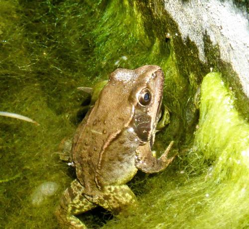 A small frog sits in the blanket weed against the wall of our pond. The frog is beige brown with a large dark patch around its tympanum. Its back legs are underwater and are lighter, mottled with dark brown and have a greenish tinge. It is intently watching the surface of the blanket weed for prey.