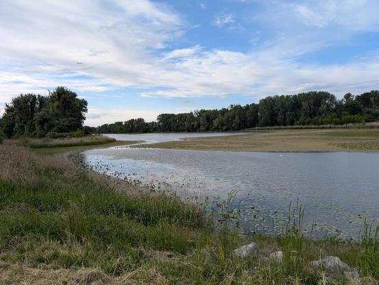 Sehr trockener Altarm der Donau bei Schönau. Es ist nur noch ein knapp 2 Meyer breites Rinnsal unter Wasser. Im Vordergrund Steine und diverse Uferpflanzen, im Hintergrund die dunklen Schemen von hohen Bäumen.