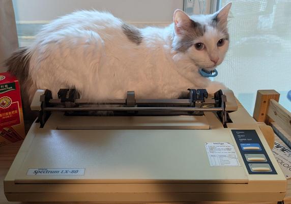 Mostly white long hair cat on an old dot matrix printer; he's looking at the camera.