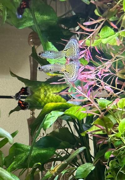 Shot of one of the guppies in my aquarium. It is iridescent, has an intricate, maze like pattern over its whole body and a yellow fan tail with black markings. Green and pink plants are visible in the background