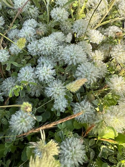 A shot of trifolium cherleri: a species of clover which has fluffy flowers. Like, actually fluffy: covered with short hairs. In this shot, the blooms look not just fluffy, but also a but sparkly, somehow reminiscent of frost, but quite soft looking at the same time.
