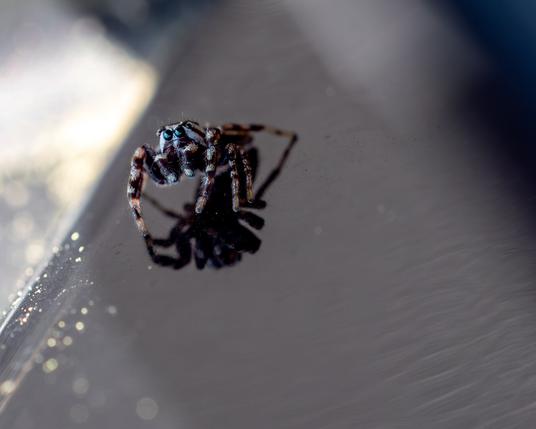 A jumping spider looking up