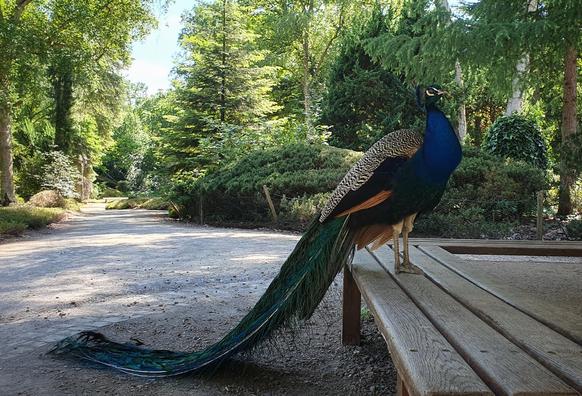 a peacock on a bench in the garden