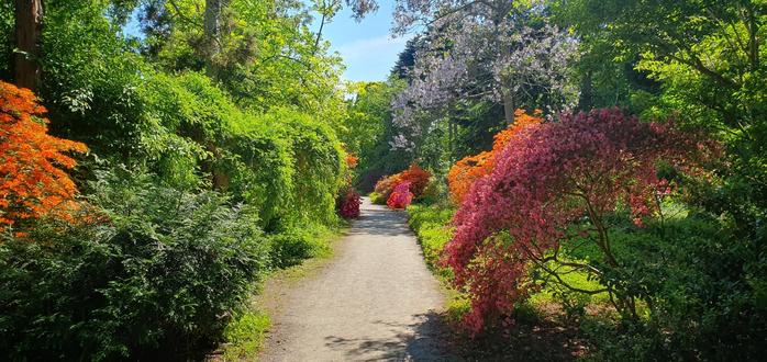 a path through the garden with colourful bushes on both sides