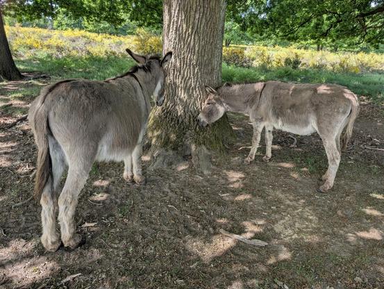 Zwei Esel meditieren vor einem Baum.