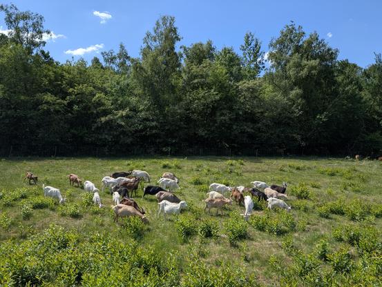 Eine Ziegenherde als LandschaftspflegerInnen.