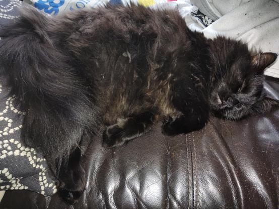 Large long haired black cat sleeping on a dark leather couch, looking like she's wrapped up in a cozy blanket.