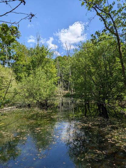 Ein Flachwasserteich, Bäume und blauer Himmel