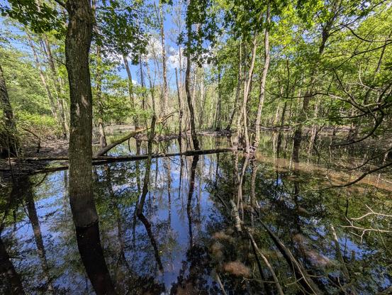Austrocknender Flachwasserteich. Im seichten Wasser stehen Bäume, am unteren Bildrand liegen vermodernde Äste.