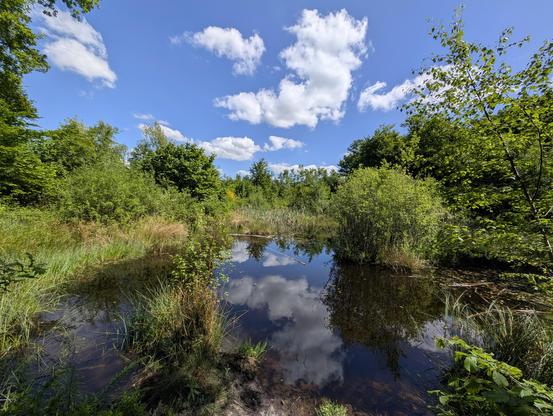 Ein kleiner Weiher mit Schilfbewachsenem Ufer und mit einer noch kleineren Insel in der Mitte.
Wie auf allen Fotos von heute knallblauer Himmel mit Schönwetterwolken.