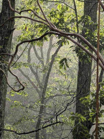 A view of a forest during a sun shower. Bright green sunlit leaves and streaks of rain