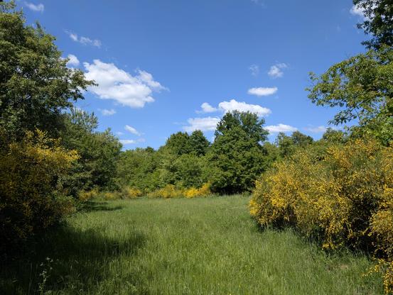 Gras, blühender Ginster, Bäume, blauer Himmel
