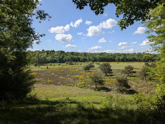 Blick in ein trockenes "Pionierbecken" durch eine Baumlücke. Am Beckengrund braunes Heidekraut, ein paar vereinzelte Bäume und einzelne blühende Ginsterbüsche.