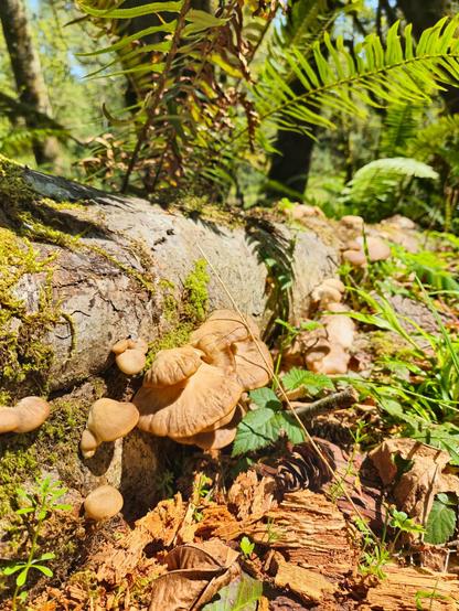 The image shows a forest scene with a fallen log covered in mushrooms and moss. Ferns and other greenery surround the log, creating a natural setting in a lush woodland area. The photo was captured on a sunny day.