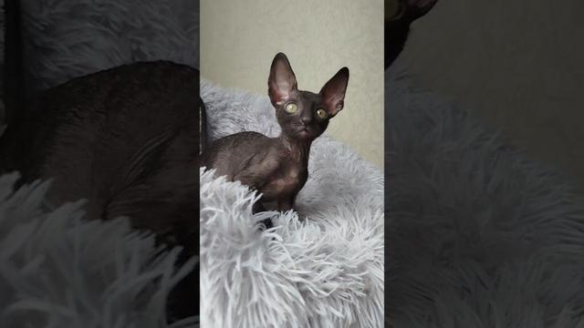 Jewelle — Graceful Black Cornish Rex Kitten Looking for Her Family