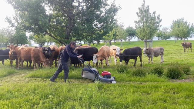 Cows waiting to get the grass from the lawnmower.