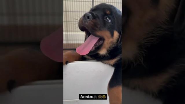 Gorgeous Rottweiler Puppies ❤️❤️