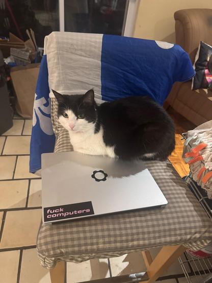 penny, a black and white bicolor cat, loafing on a kitchen chair. she is sitting on a laptop with a “fuck computers” sticker. there is a quebec flag behind her