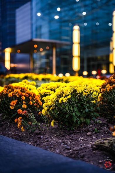 Photo of flowers taken at Youmacon2023