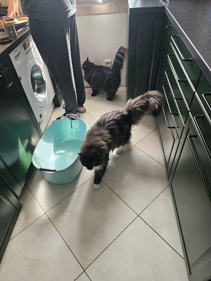 Black long-haired cat "Hope" and black and white long-haired tomcat "Batman" are standing in the kitchen, waiting for food.