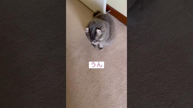 催促 #ねこ動画 #cat #猫のいる暮らし #アメリカンカール