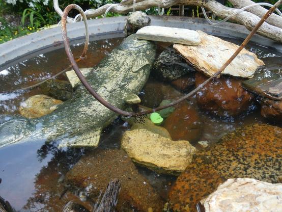 An old metal fire pit with the hole plugged, filled with water and rocks and a ceramic fish for good measure. A large spiral of iron coils across the middle and a blob of well spaced black spots sits attached to it, just underwater, in the middle. Another blob of spots is barely visible where the coil enters the water again left of center.