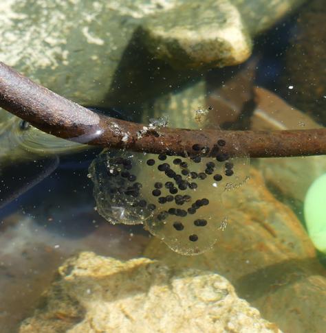 Closeup of the more obvious group of frog eggs, but they still mostly look like well spaced black spots hanging onto the iron.