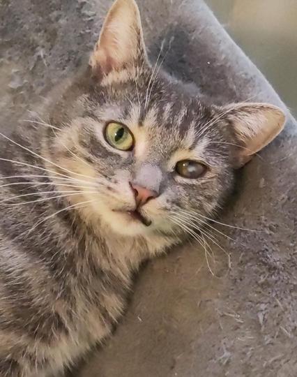 closeup of a tiger-striped tomcat (but rather grey and white) resting on furniture and looking straight into the camera
His left eye shows a white spot