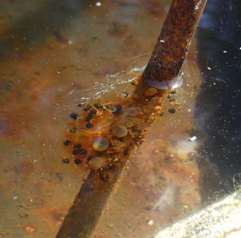 Closeup of the second group of frog eggs, also well spaced black spots, but there's also some larger white spots and things look like rust is leeching into the eggs.