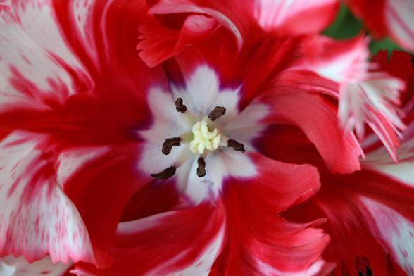 Macro shot of the middle of a frilly-petaled tulip with variegated white and red colouring. Where the petals meet the stem is white in colour, creating a white six-sided star/snowflake type of shape.