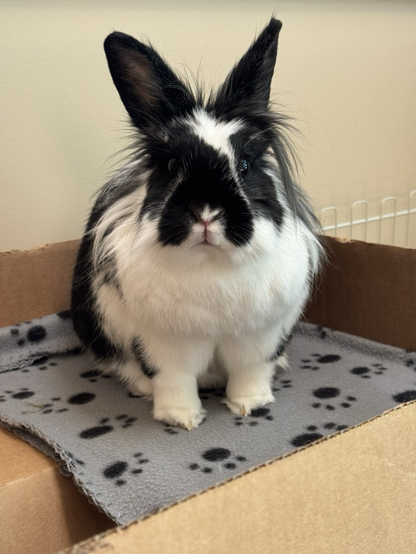 A sweet lionhead looks at the camera, hair askew, eyes bright.