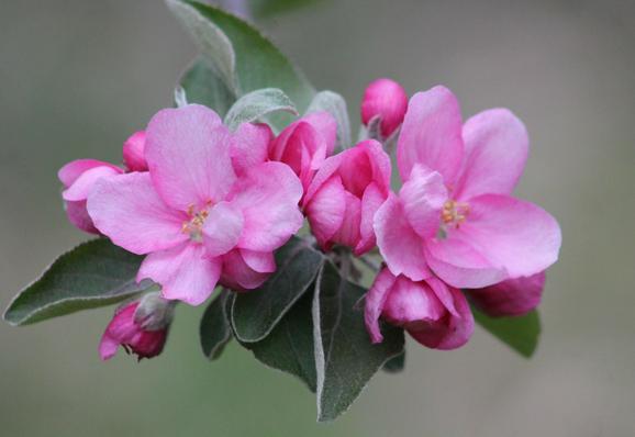 A small cluster of pink apple blossoms, two of them fully open, multiple in various stages of opening. It's a very symmetrical image, the two open blossoms balancing each other, with contrasting new green leaves and a creamy light green blurred background.