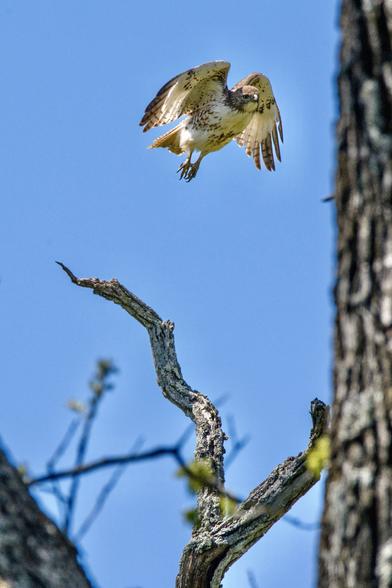 A white and brownish red hawk takes off in flight