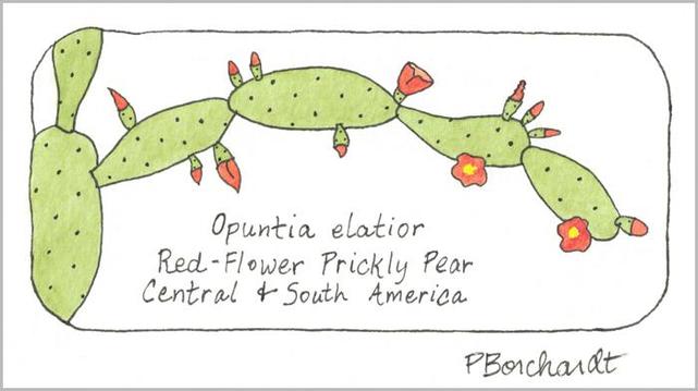 My watercolor and pen art of an Opuntia elatior (Red-Flower Prickly Pear) from Central & South America.