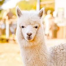 An alpaca.