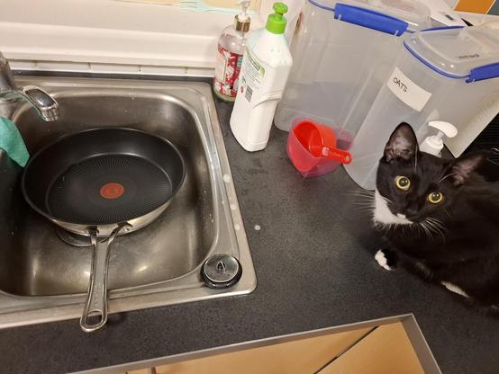A Tuxedo cat sitting on a kitchen bench next to a sink that has a pan in it waiting to be washed