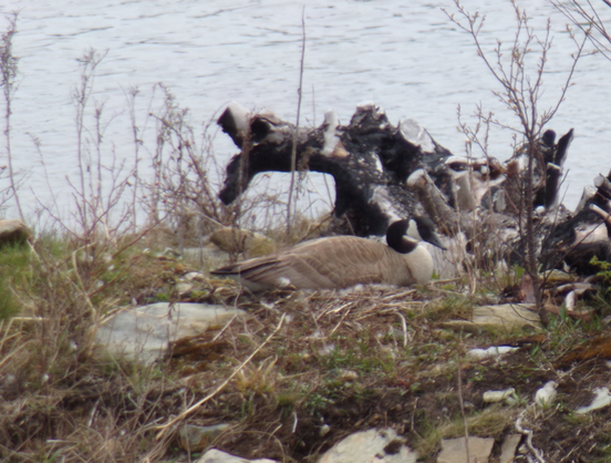 A mother goose, near perfect camouflage, dead center, sitting on eggs in the nest.