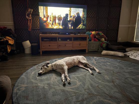 Photo of a living room space showing a TV in the background, and a white greyhound dog laying on a large round rug in the middle of the floor. The TV shows the beginning of the first episode of Murderbot.