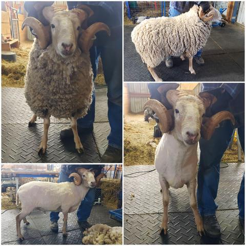 A collage of pics of a ram with very big curly horns before shearing and after shearing. He looks way smaller after shearing as it was a big fleece.