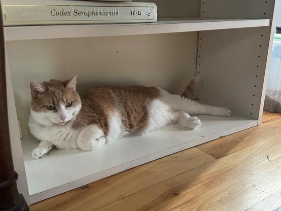 Toast, an orange and white cat, lounging on the bottom shelf of a bookcase. She looks serene and content. Her front left paw is curled over.