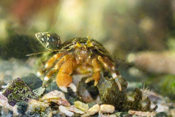 Underwater scene. A hermit crab faces the camera; yellow legs and body, with white tips on the large cheliped, blue knees, stripy eyes on yellow stalks. The antennae are green with white dots. On the left, a small periwinkle snail, in charcoal grey with white patches, climbs the hermit's shell. To the right, below, there's a much-broken shell, this one inhabited by a small, white anemone. Beneath, on the sand, are many pieces of snail shell, cream-coloured, yellowish, and green with black spots.