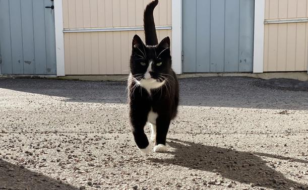 En katt.