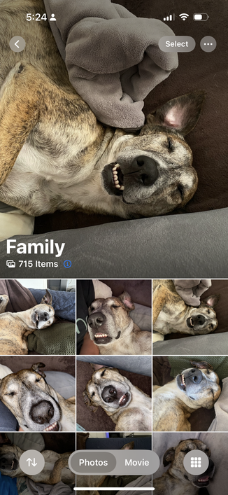 Screenshot of iOS photos app showing pictures of a dog sleeping with their teeth exposed