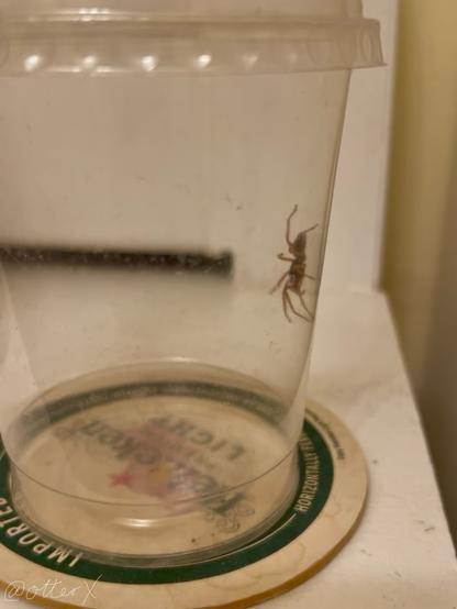 The reddish nocturnal spider in the clear plastic cup, waiting patiently to be let outside.